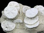 Fossil Sand Dollar (Astrodapsis) Cluster - California #34356-1